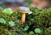 Dâmbovița Verde